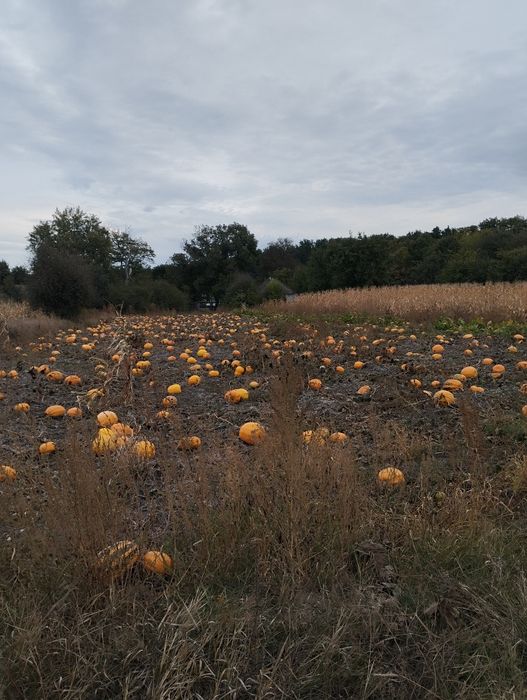 Продам насіння гарбуза
