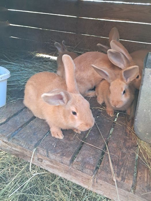 Продам молодняк кролів