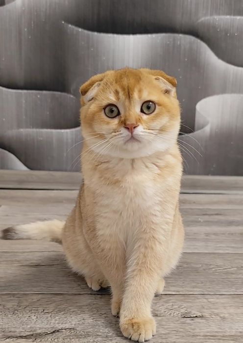 Шотландская золотая шиншилла висловухие котята мальчик девочка