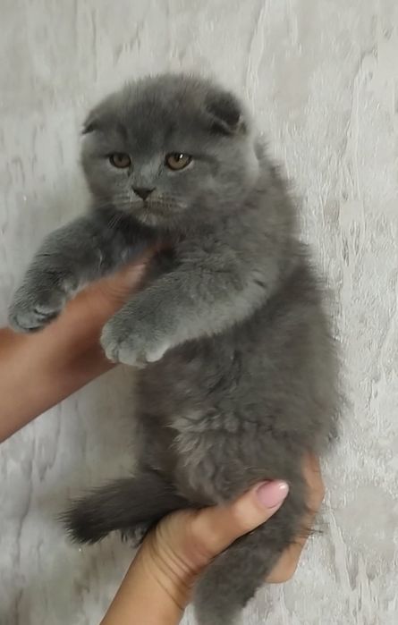 Голубий хлопчик .
