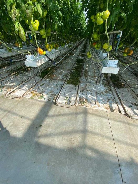 Теплиця типу Венло 1,7 га (плівка, теплиця, труби, Венло)