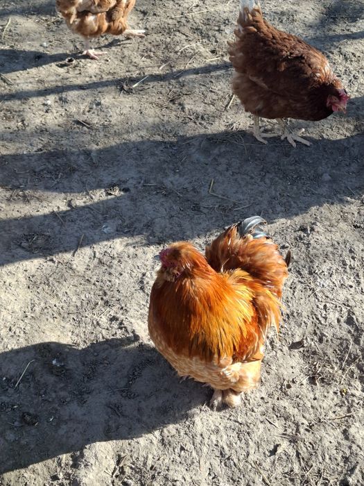 Kogucik Kogucik Kogucik