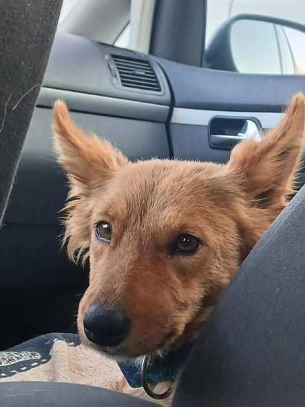 Lalka- przecudna, mała psia piękność do adopcji.