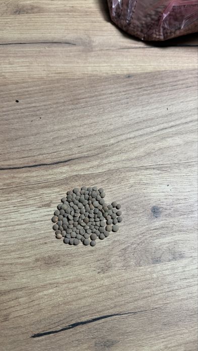 Семена чечевицы красной сорт Максима