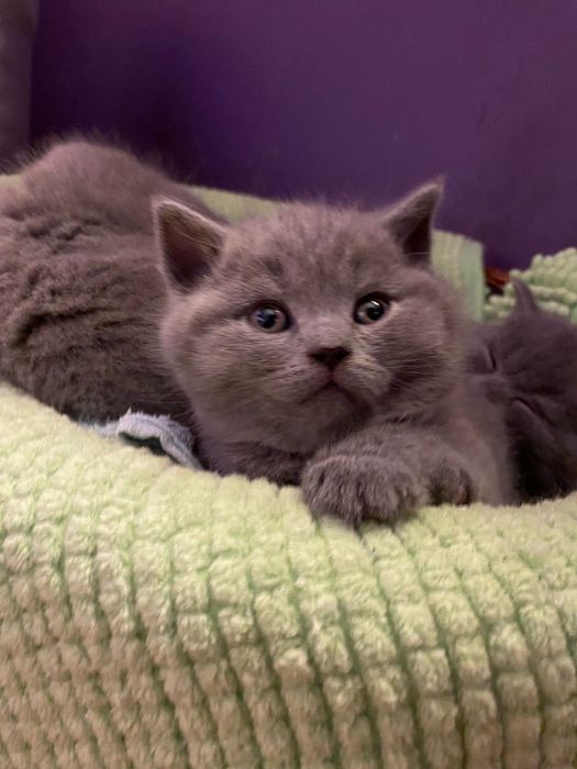 Kotka brytyjska liliowa