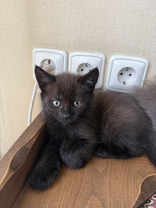 Кошенята шукають родину