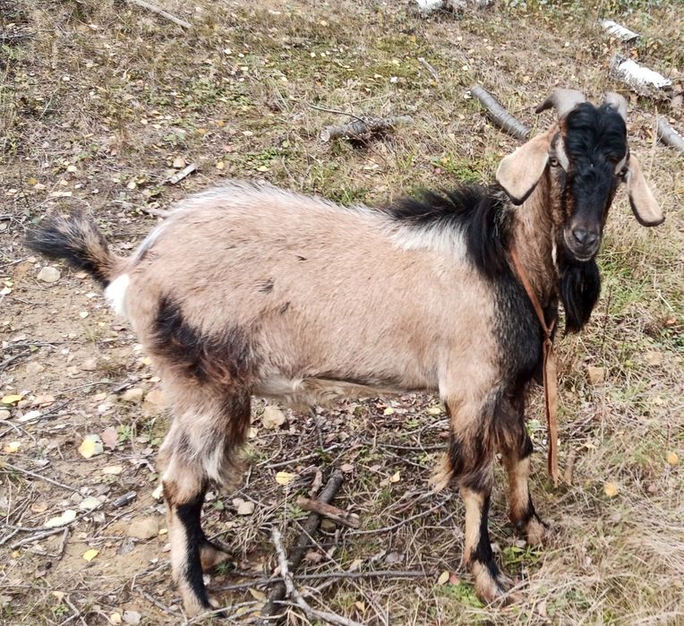 Kozioł cap sprzedam