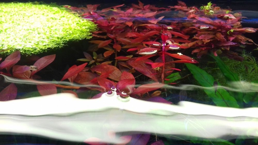 Ludwigia Repens Super Red