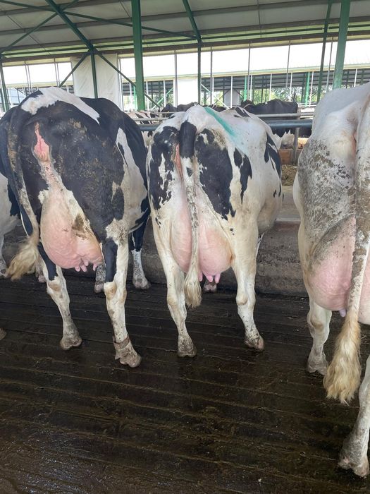 HF Krowy Pierwiastki  Dania