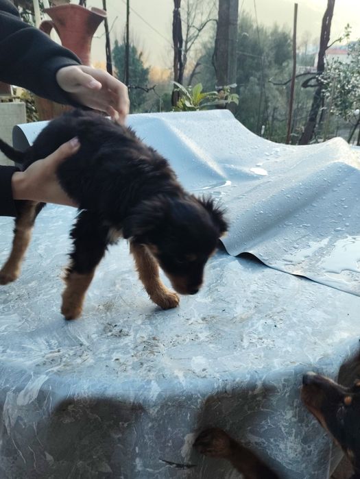 Cãezinhos para adotar