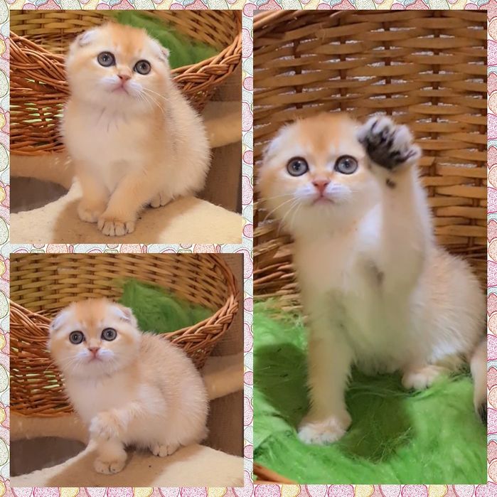 Шикарные котята золотая шиншилла