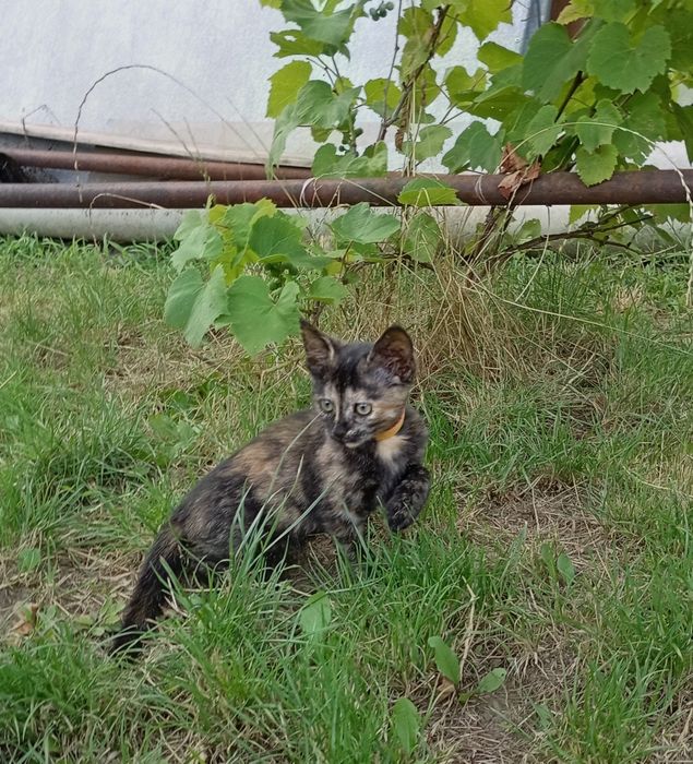 Умань.Віддам безкоштовно кицю