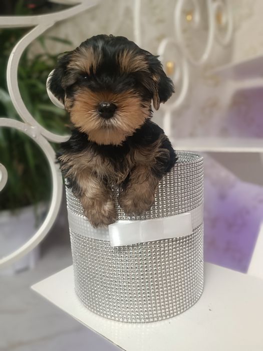 Милашка  Йорочка