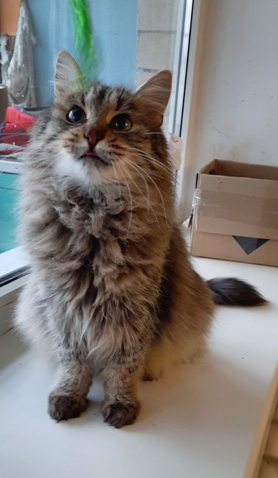 Стерилизованые котики и кошечки ищт семью