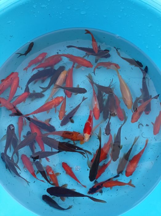 Kinguios cometas sarasas e shubunkins