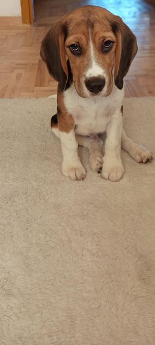 Beagle Piesek Szczeniak