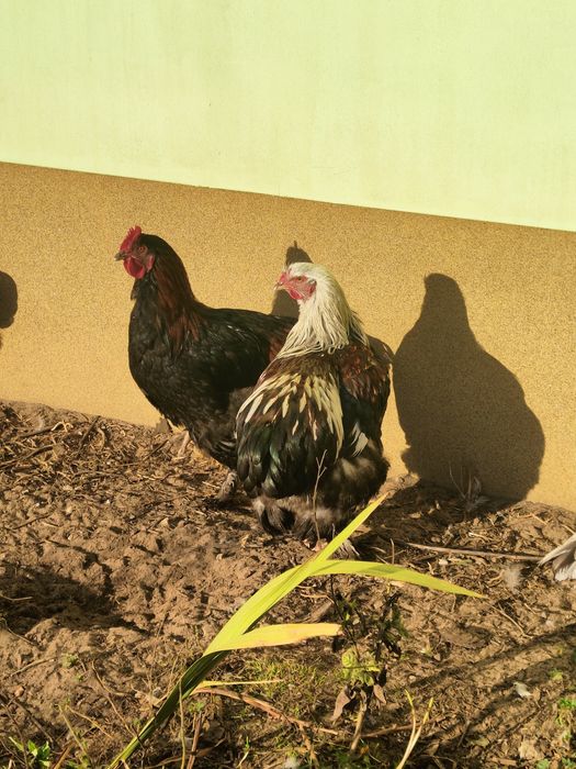 Sprzedam nadwyżkowe koguty