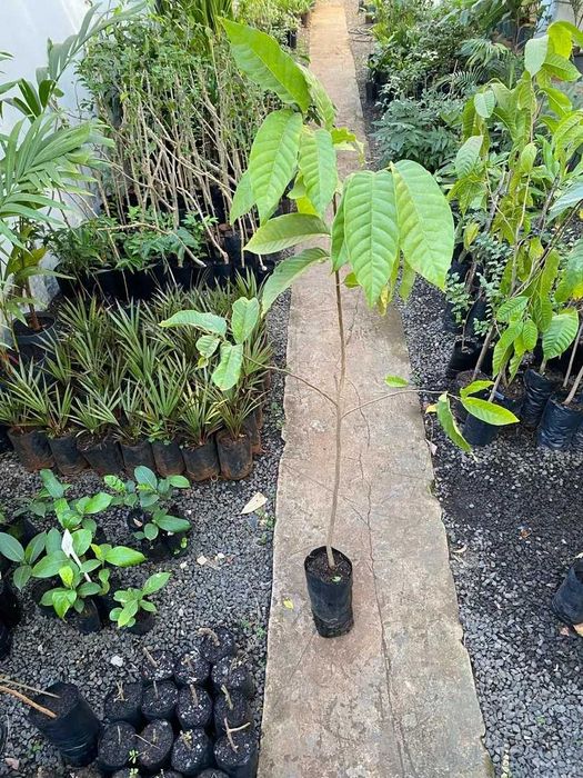 ANONEIRA reticulada -  coração-de-boi (Annona reticulata),