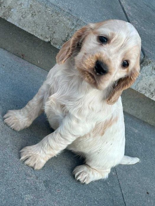 Cocker spaniel  angielski suczka