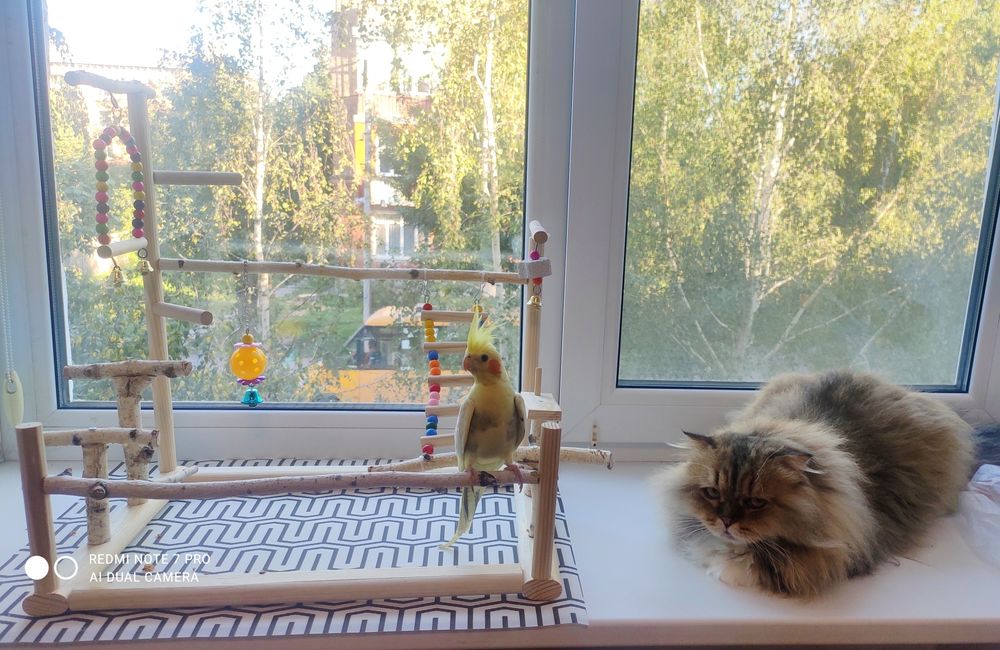 Стенд для папуг, присада, ігрова площадка