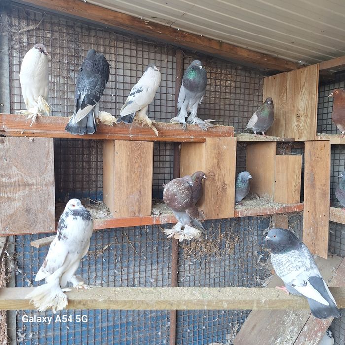 Gołębie pomorskie likwidacja