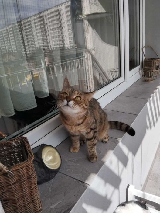 Halinka - kocia towarzyszka