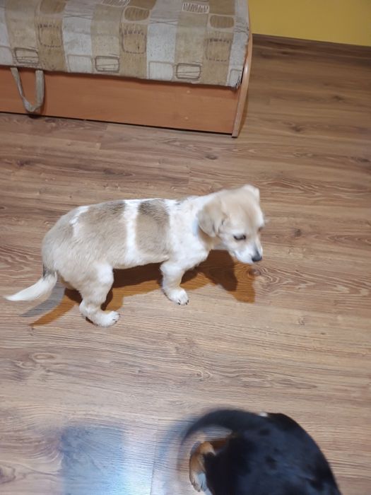 Sunia szuka rodzinki