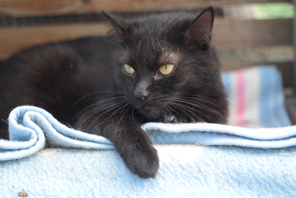 Czy ten piękniś ma jeszcze szansę na prawdziwy dom?