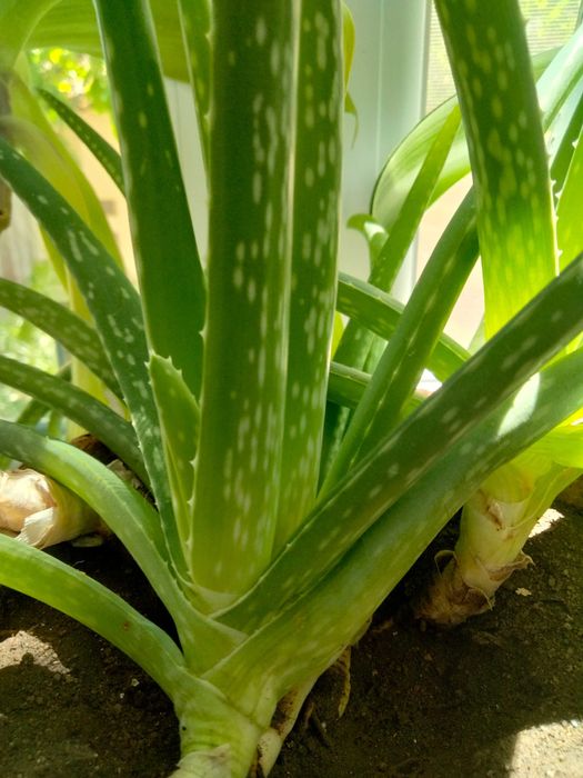 Продаю кімнатний Алое та Алое вере