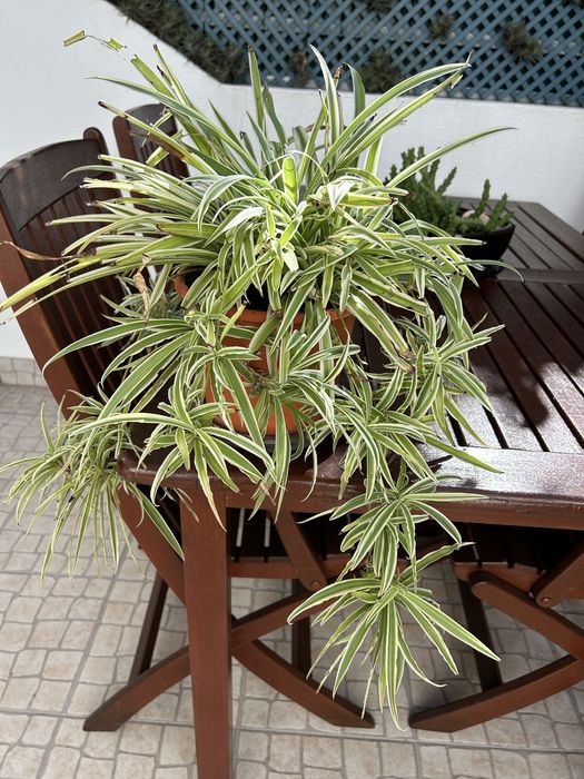 Vendo planta aranha.