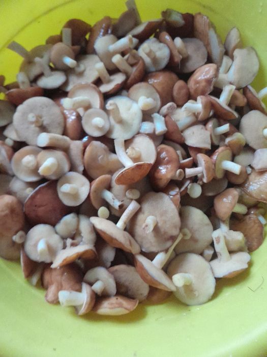 Маринованные домашние грибы