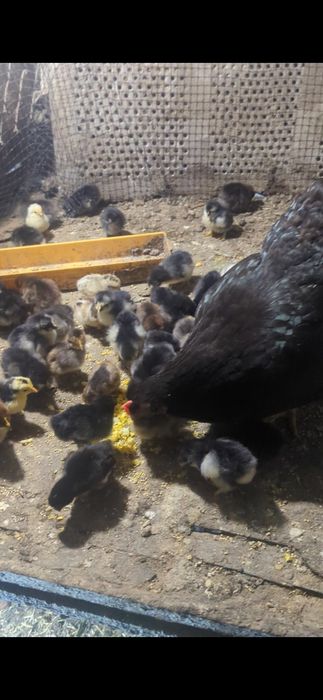 Продам курчат...