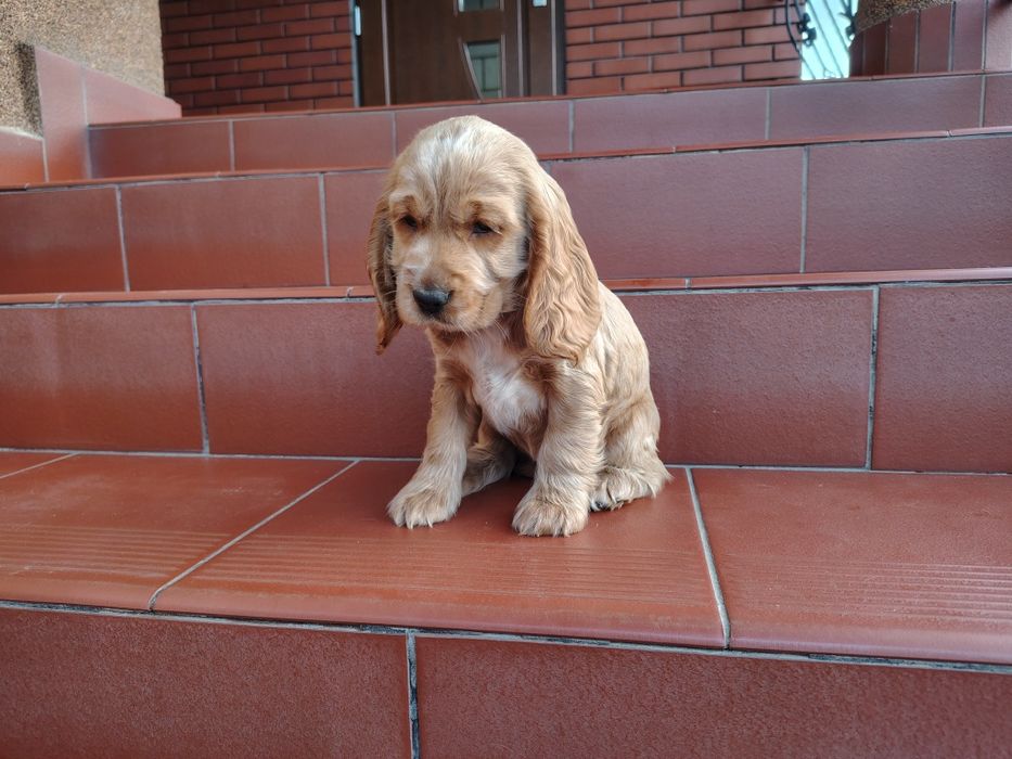 Cocker Spaniel piesek