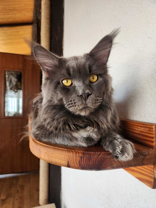 Мейн-кун шукає наречену.