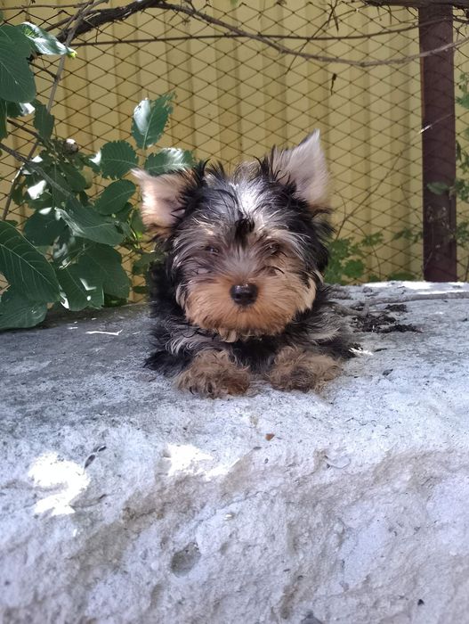 Чудовi цуцики Йорики