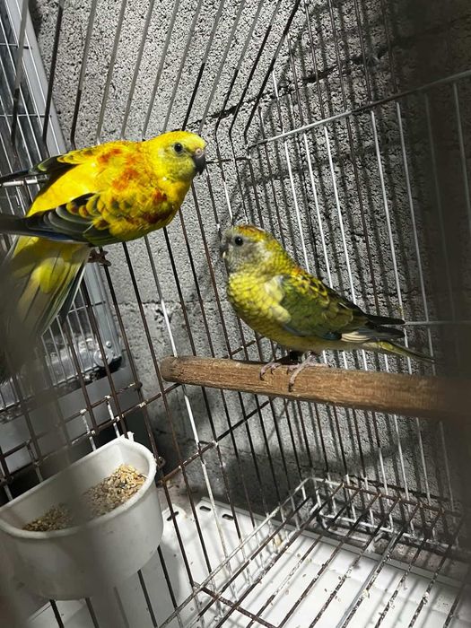 Red rumped casal