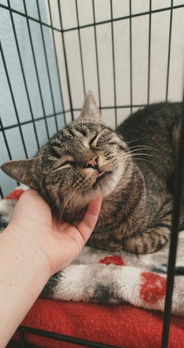 Котик ищет любящее сердце!!
