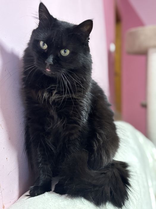 Красива кішечка у добрі руки