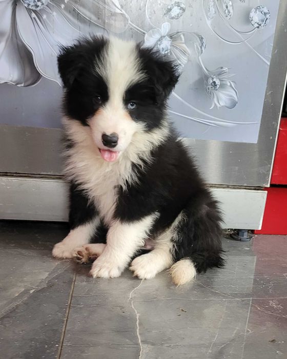 Border collie z meteyka Fci