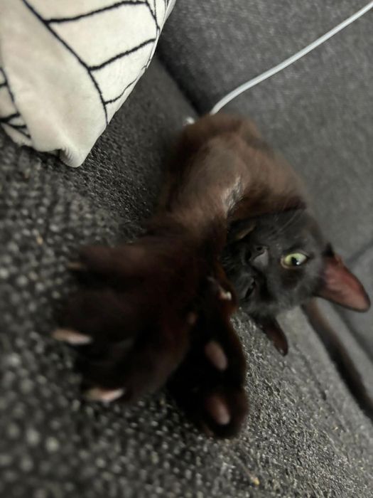 Kot kotek kotka do adopcji