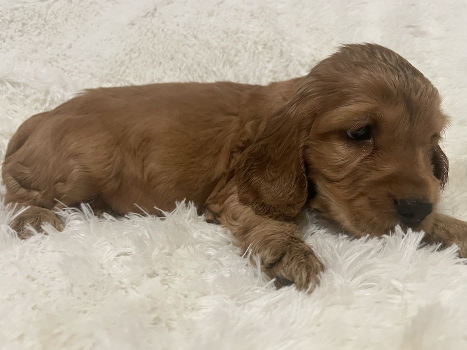 Cocker spaniel angielski