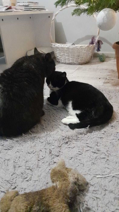 Kotka Angela szuka domu