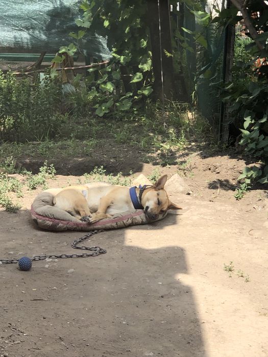 Пес охоронець в надійні руки