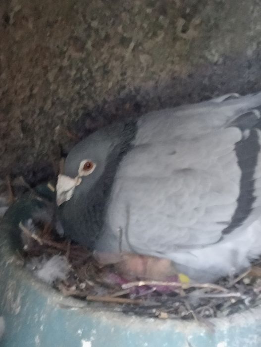 Młode gołębie pocztowe