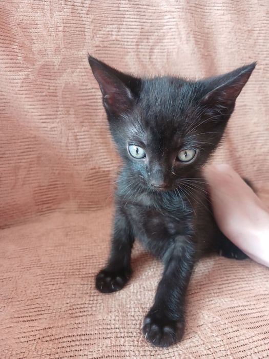 Кошенята у добрі руки