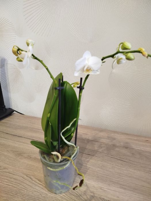 Орхідея фаленопсис мультифлора