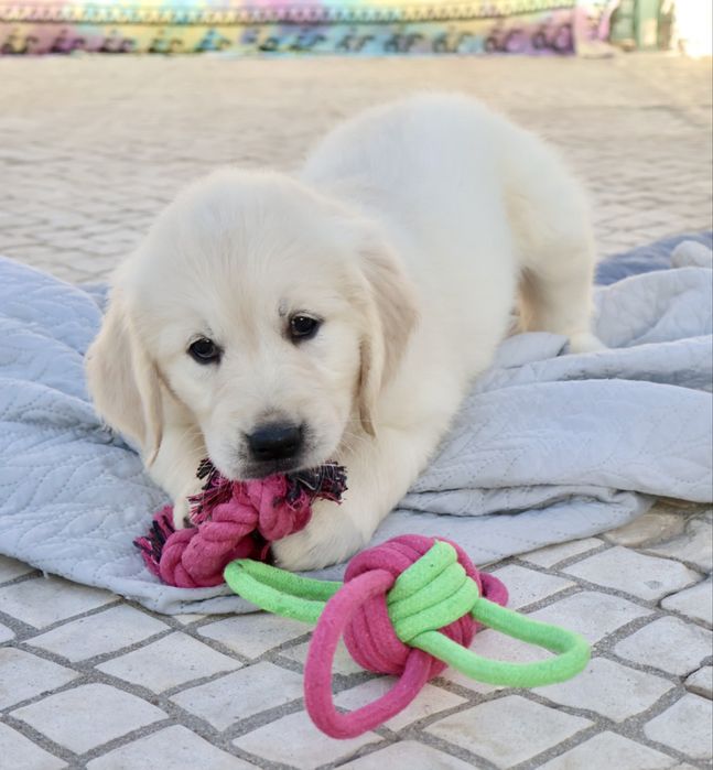 Golden Retriever fêmea com LOP