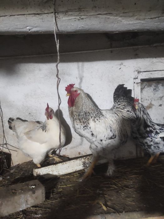 Продам кури ,кіхонхіни
