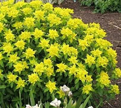 Молочай декоративный садовый