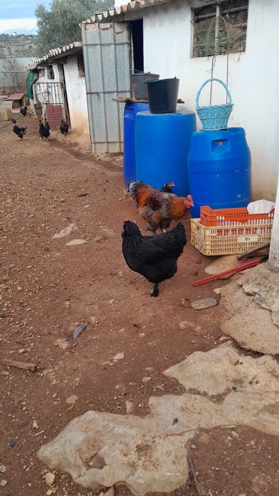 Galos várias raças